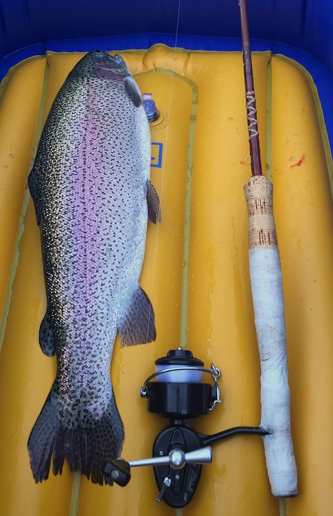 20: Rainbow on a Classic Fenwick 6' Flyrod and Mitchell 308